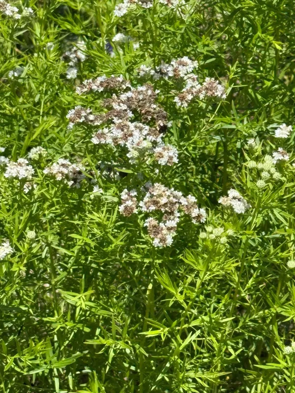 Narrowleaf mountain mint