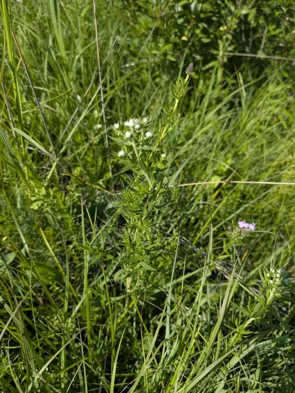 Pycnanthemum virginianum