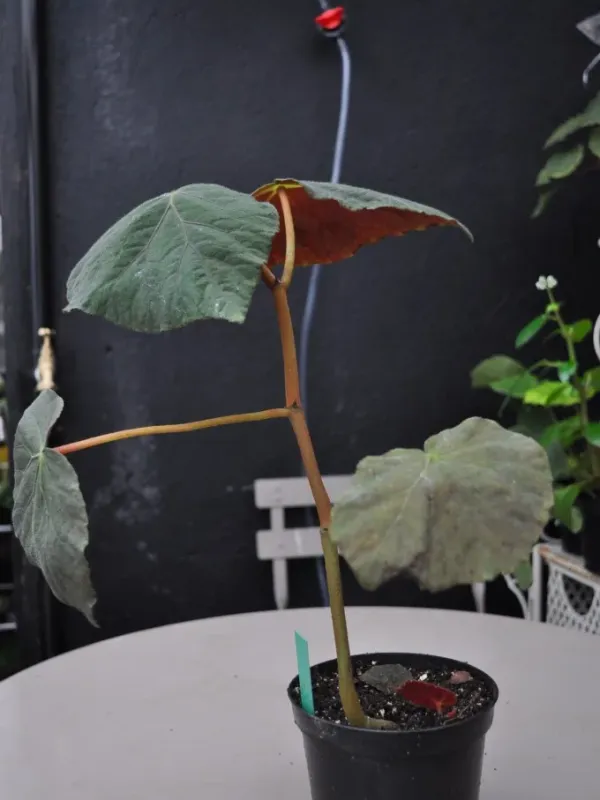 Begonia tomentosa