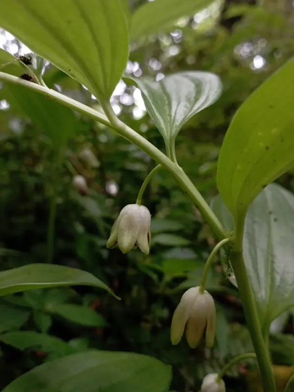 Disporopsis pernyi
