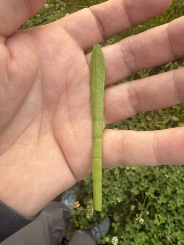 Carolina grasswort