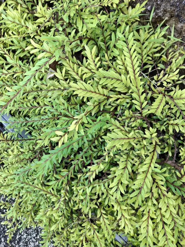 Phyllanthus myrtifolius