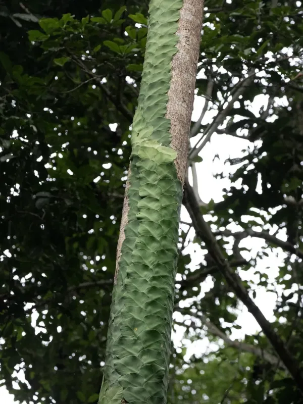Rhaphidophora pachyphylla