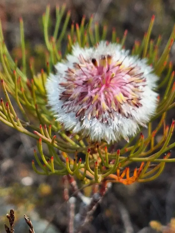 Serruria phylicoides