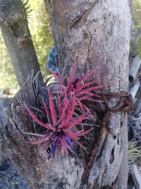 Tillandsia ionantha