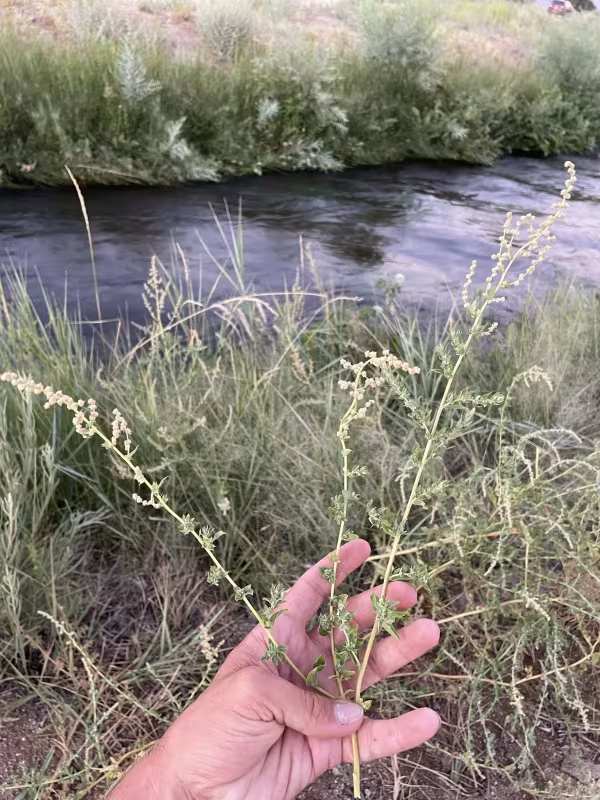 Serene Saltbush