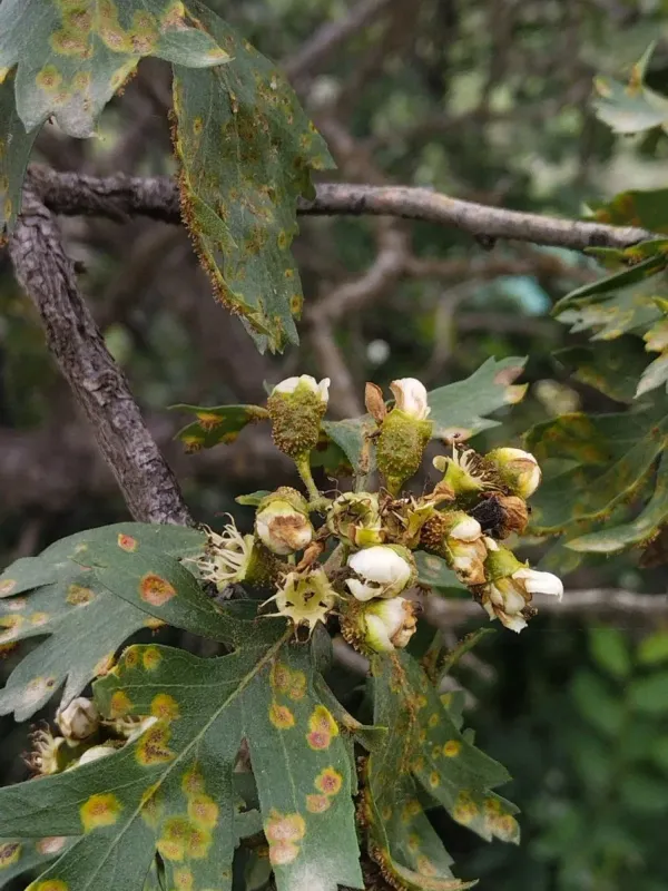 Pontic hawthorn