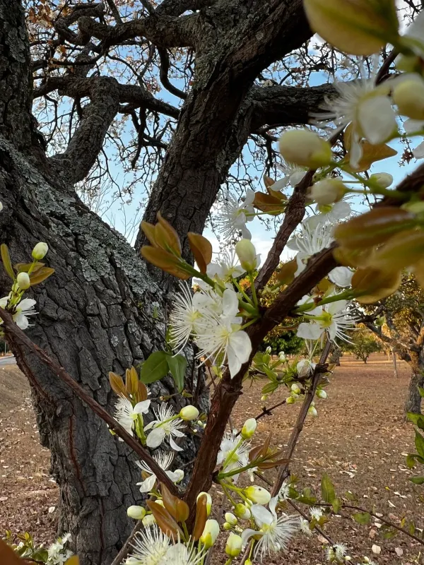Caju-do-cerrado