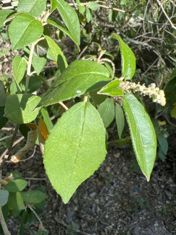 Croton cortesianus