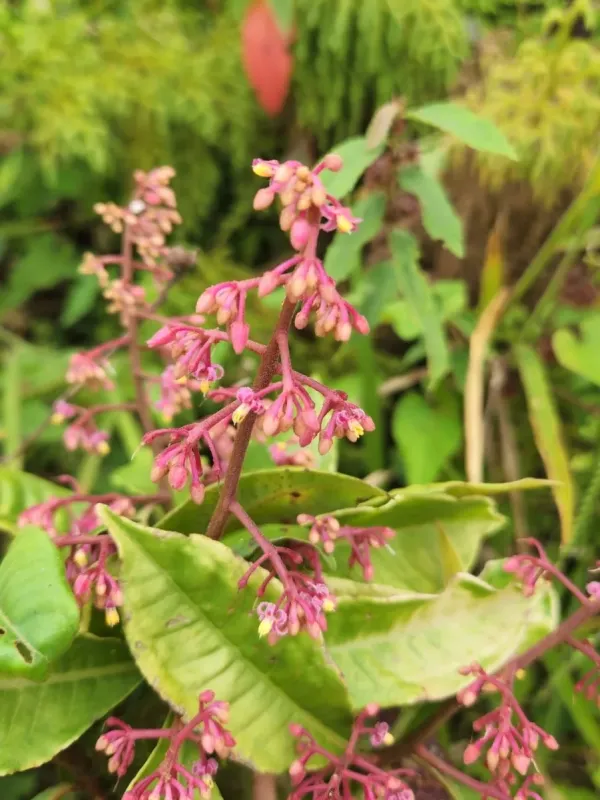 Parathesis crenulata