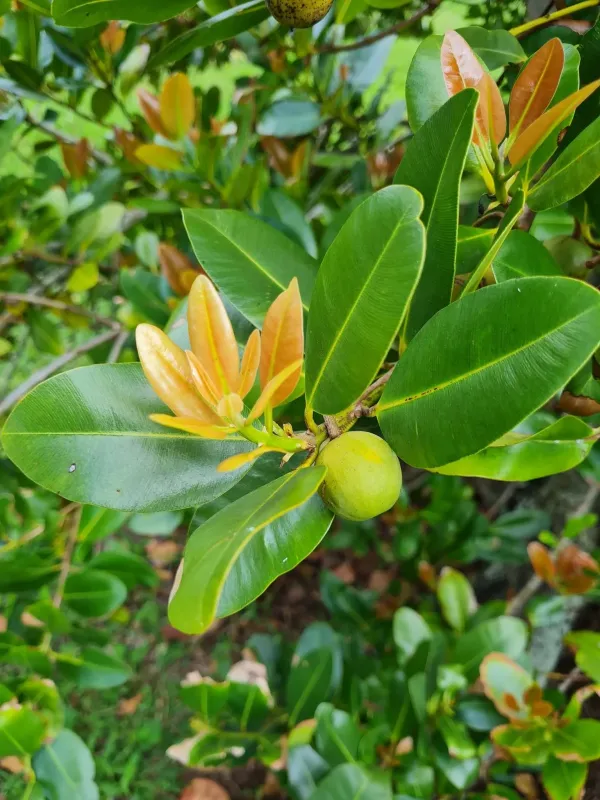Calophyllum antillanum