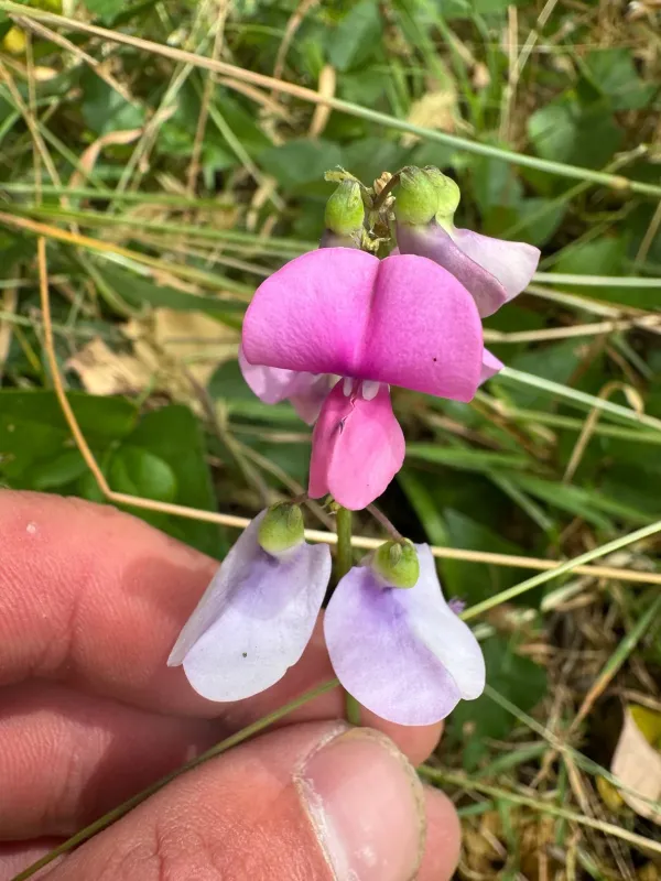 Mile-a-minute vine