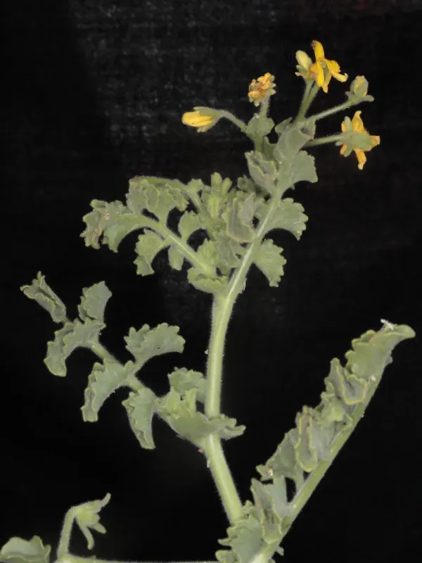 Lycopersicon pennellii