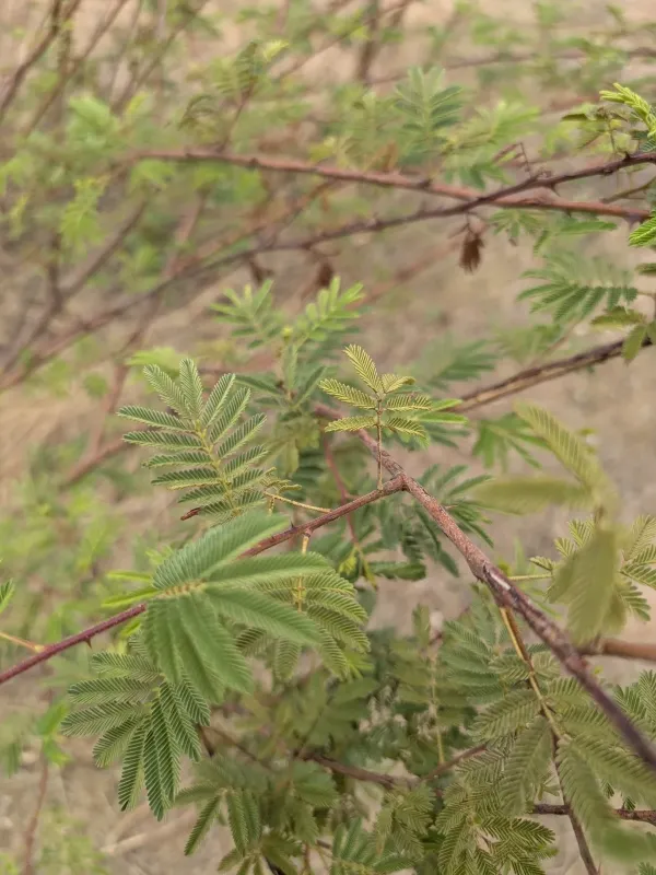 Мимоза хостилис