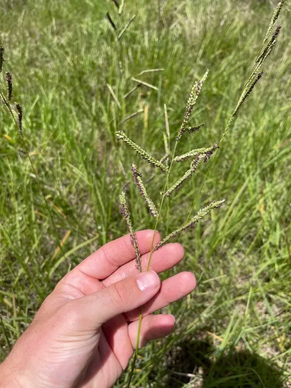 Water-loving paspalum