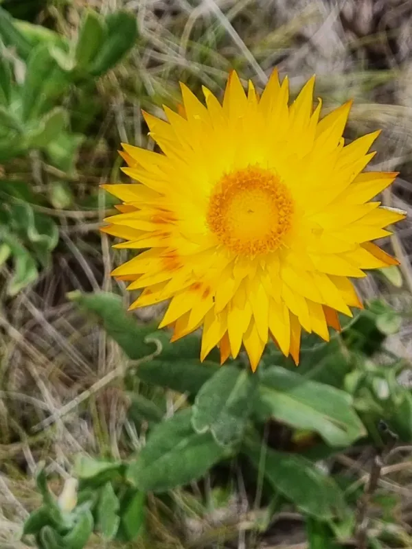 Bracteantha acuminata