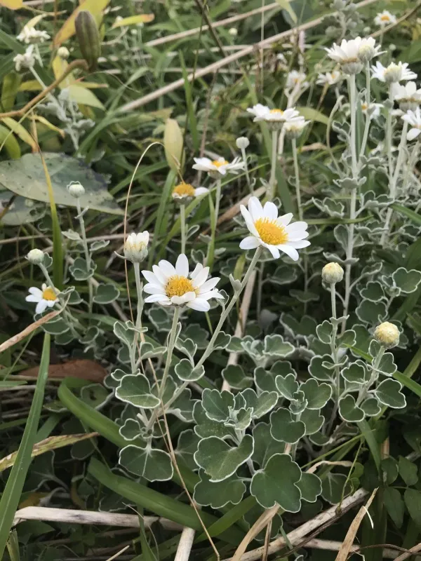 Chrysanthemum ornatum