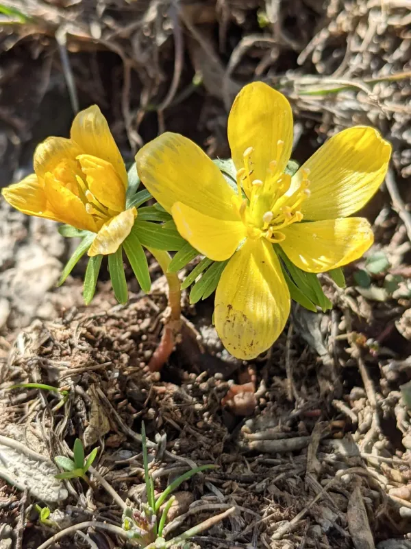 Cilician winter aconite