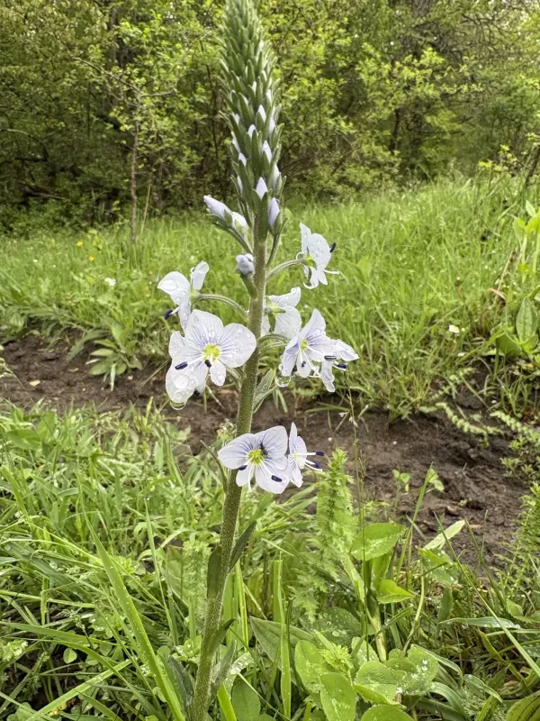 Gentian speedwell