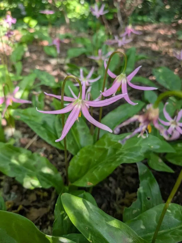 Trout lily