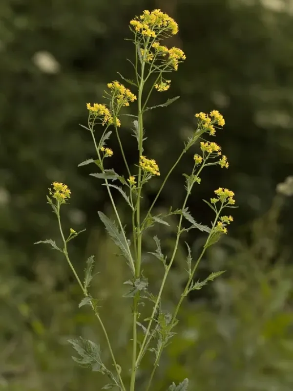 Rorippa armoracioides