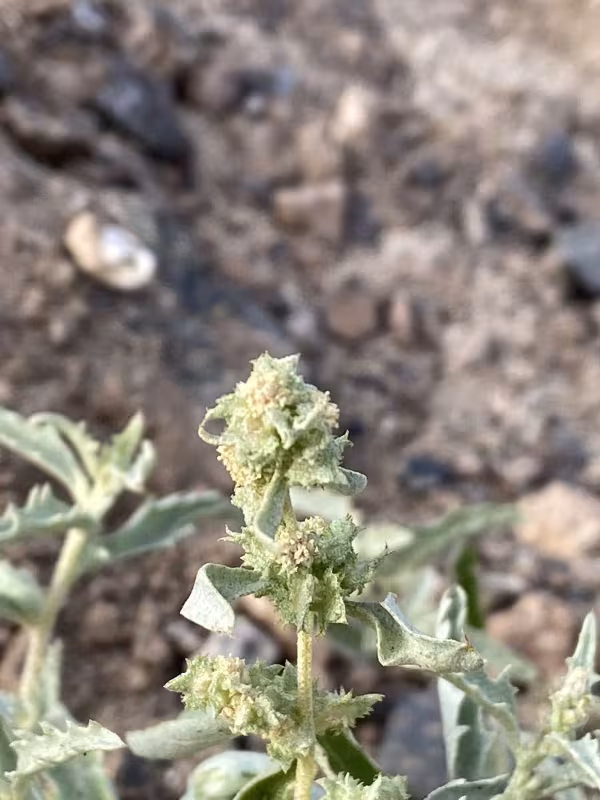 Semilunar saltbush