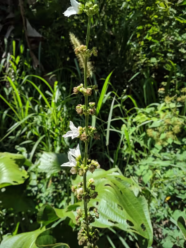 Echinodorus palifolius