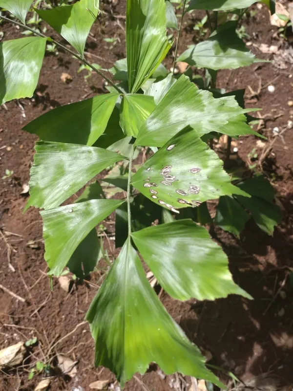 Fishtail palm