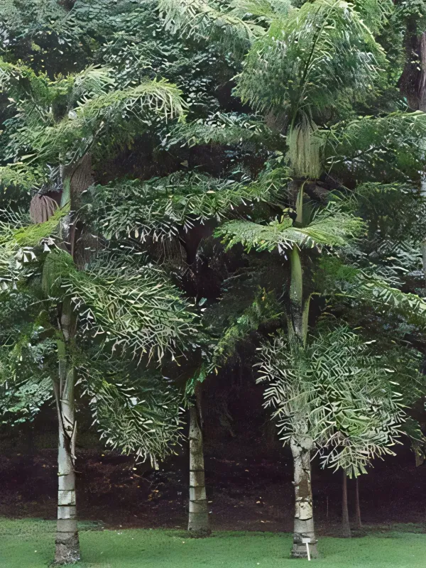 Caryota cumingii