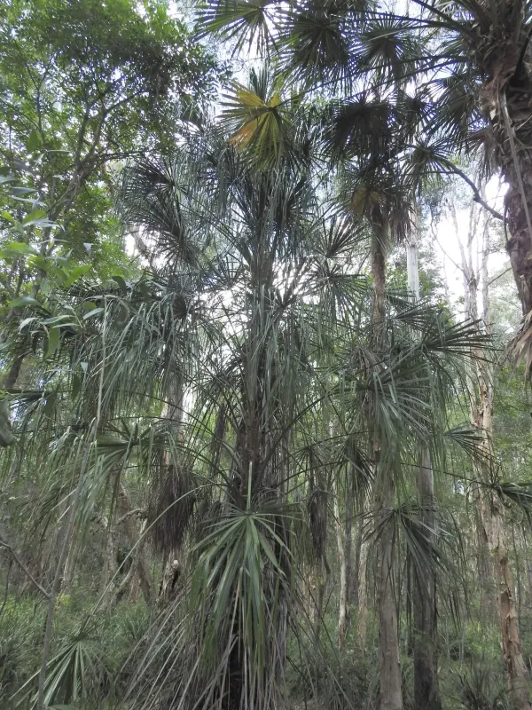 Livistona decora