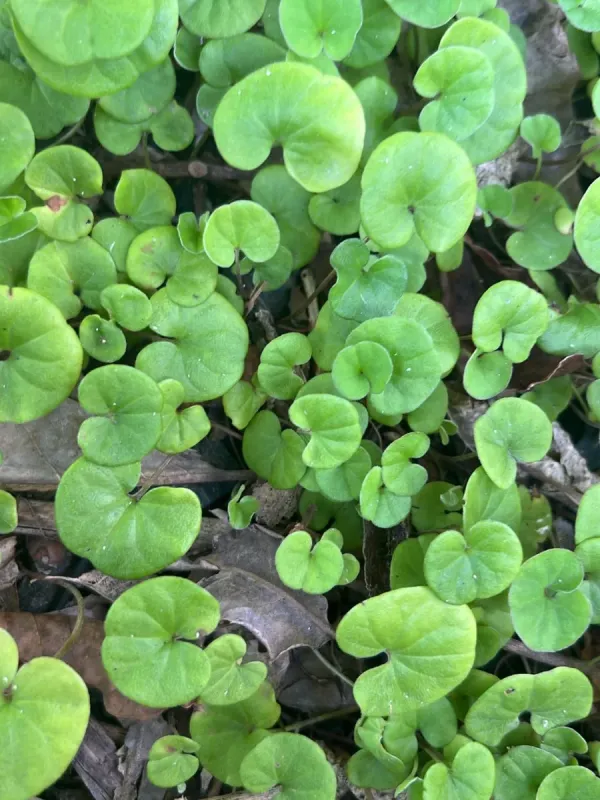 Dichondra repens