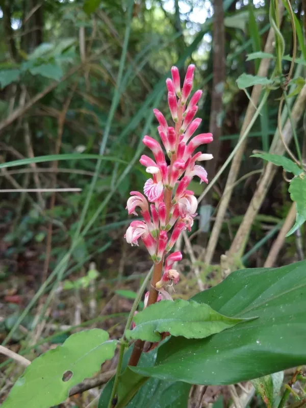 Japanese alpinia