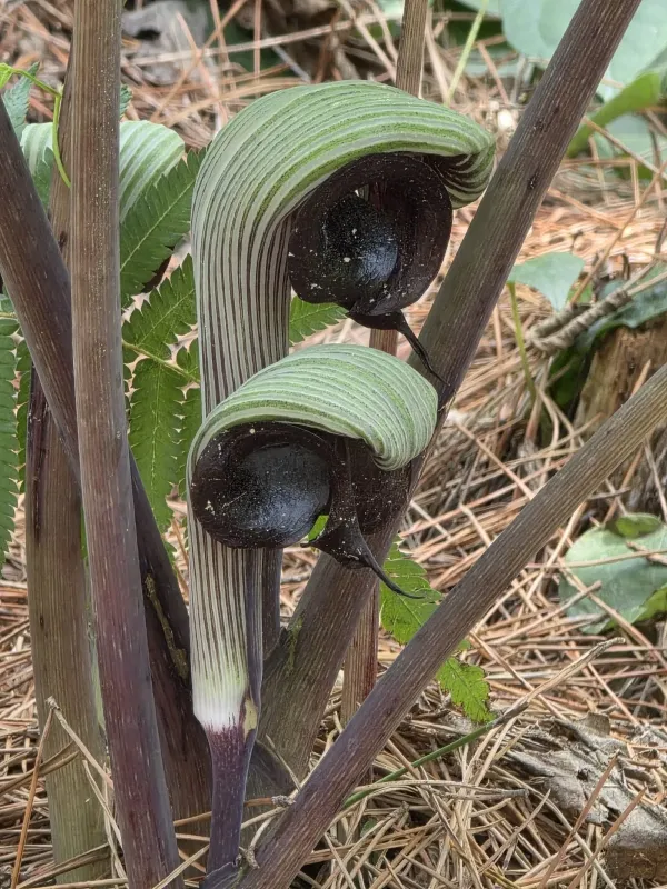 Jack-in-the-pulpit (Cobra lily)
