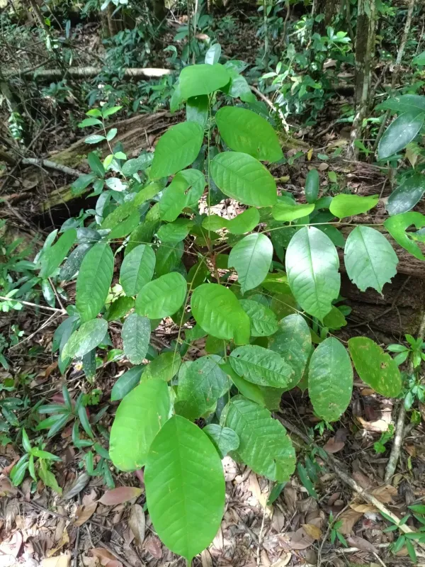 Dicorynia guianensis