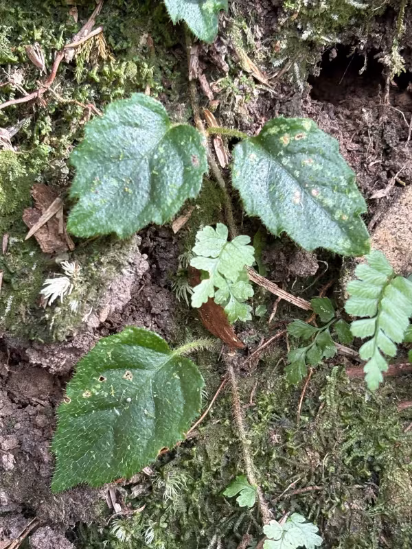 Deinanthe