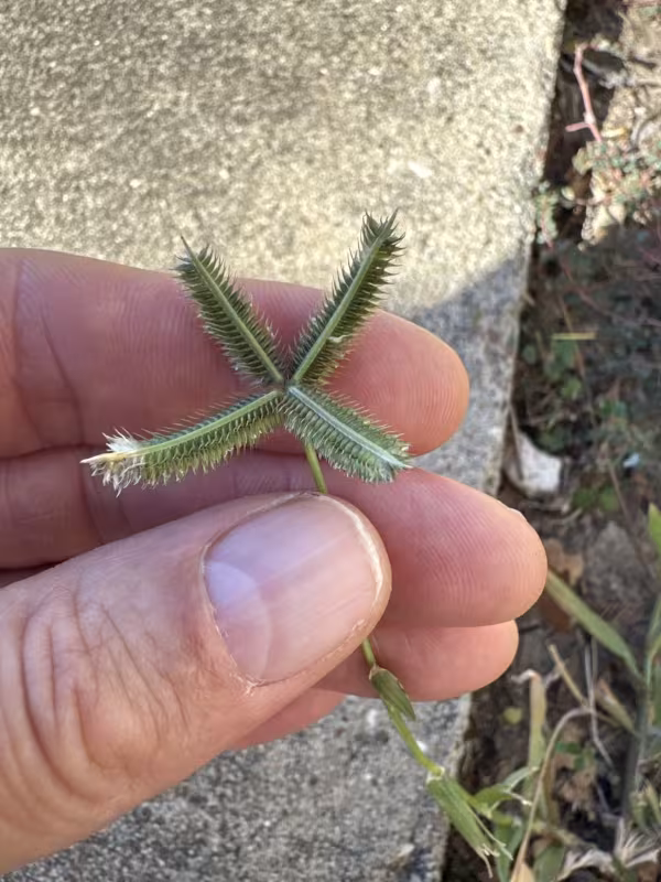 Crowfoot grass