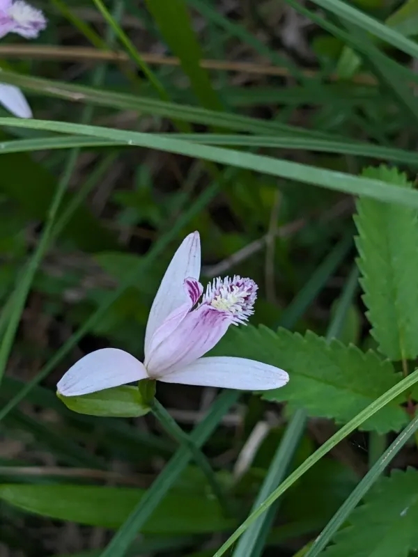 Pogonia japonica
