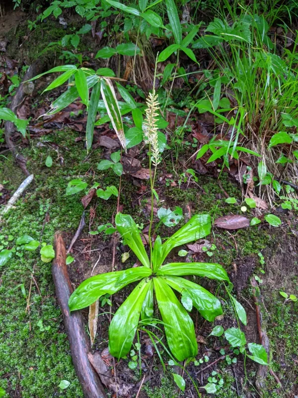 Metanarthecium luteoviride