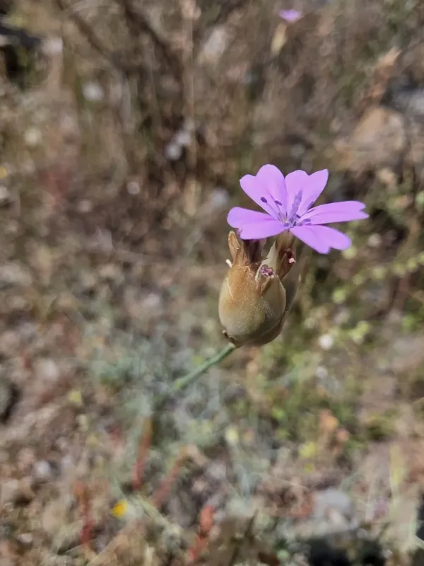 Petrorhagia nanteuilii