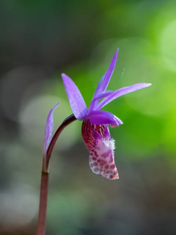 Calypso bulbosa