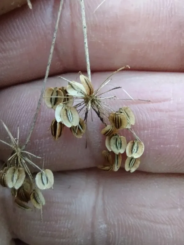 Coelopleurum