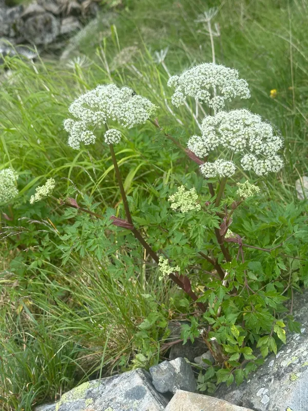 Angelica multisecta