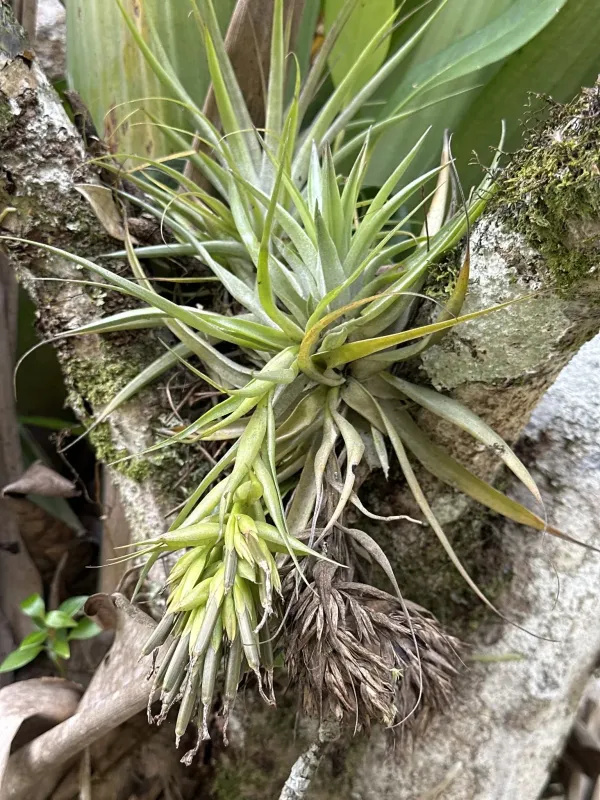 Tillandsia geminiflora