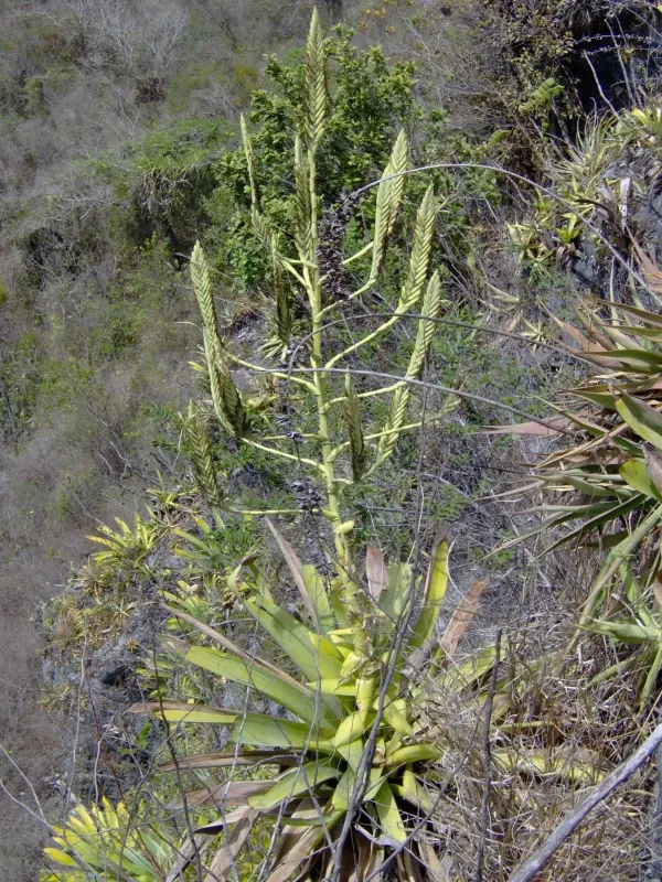Pseudalcantarea grandis