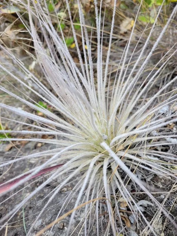 Tillandsia tectorum