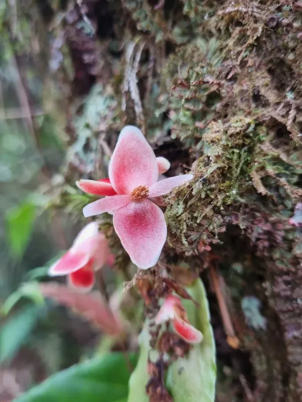 Begonia radicans