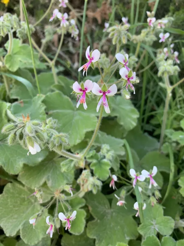 Peppermint geranium