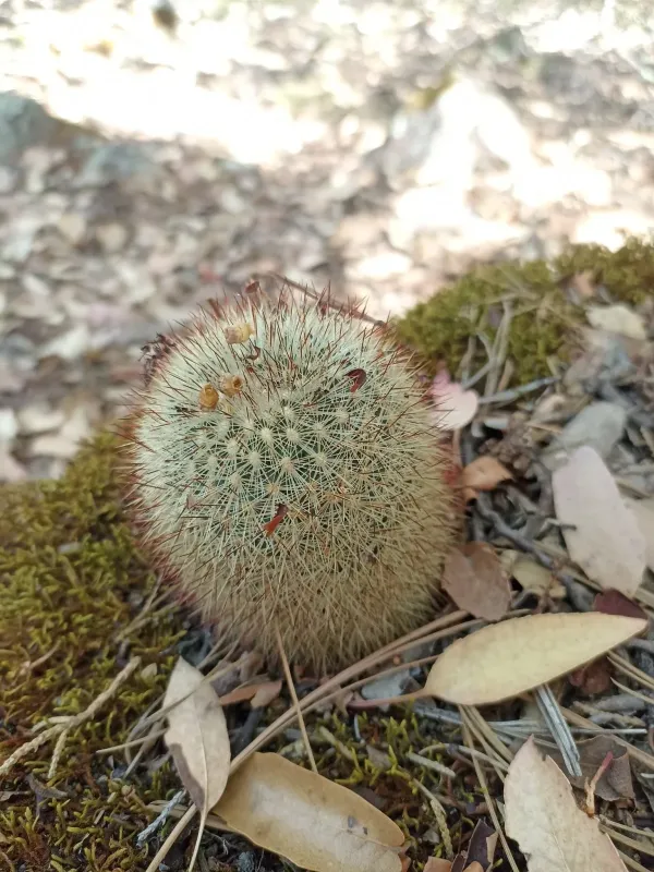 Mammillaria densispina
