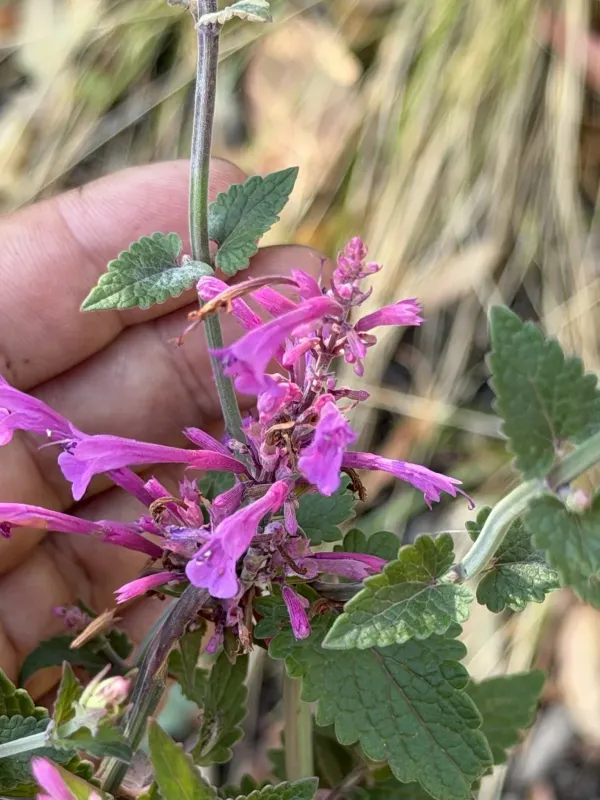 Agastache pallida