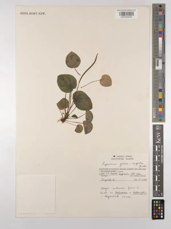 Peperomia griseoargentea